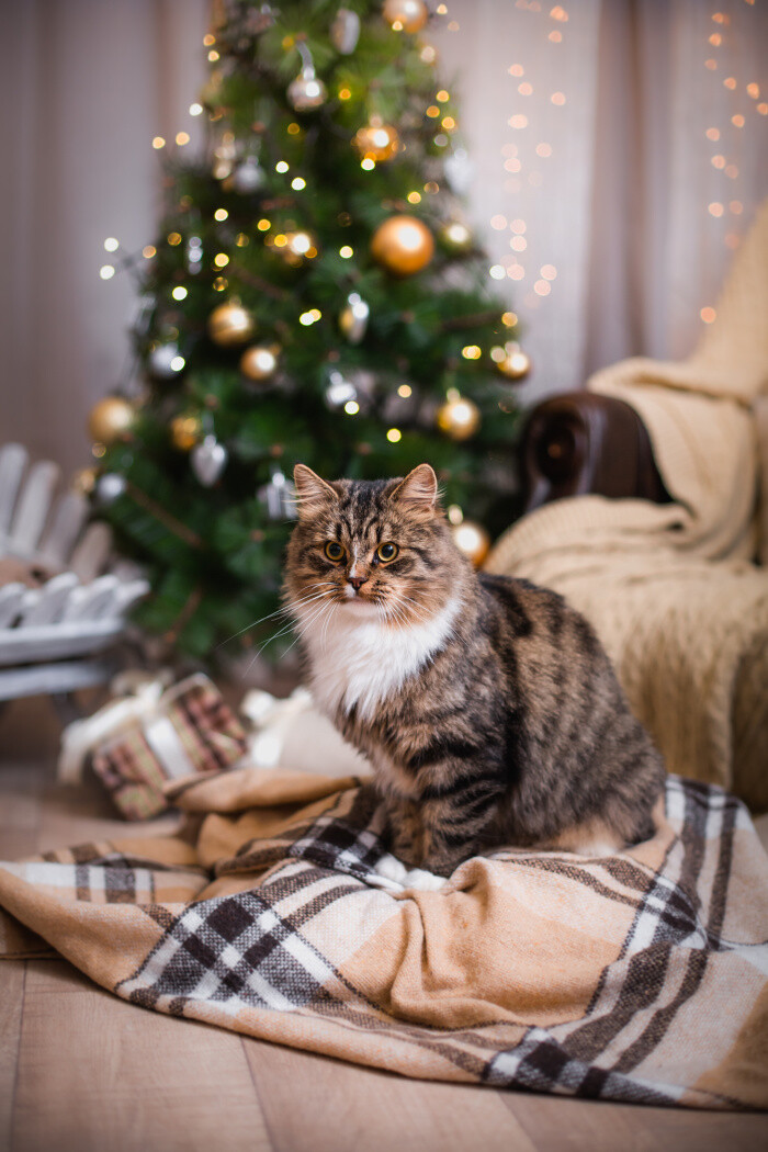 Curated visual reference: Gallery Detail: 10 Holiday Hazards To Safeguard Your Cat