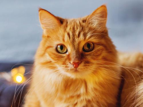 Do Cats Go To Heaven? Will you see your fur baby after life? The answer is YES!!!!!!