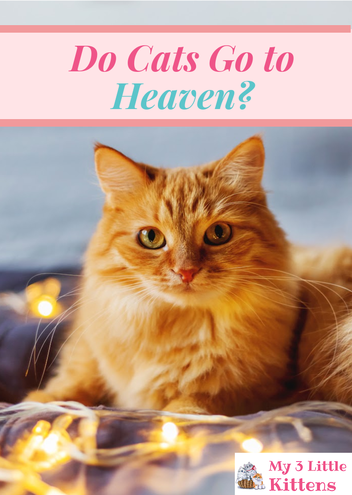 Do Cats Go To Heaven? Will you see your fur baby after life? The answer is YES!!!!!!