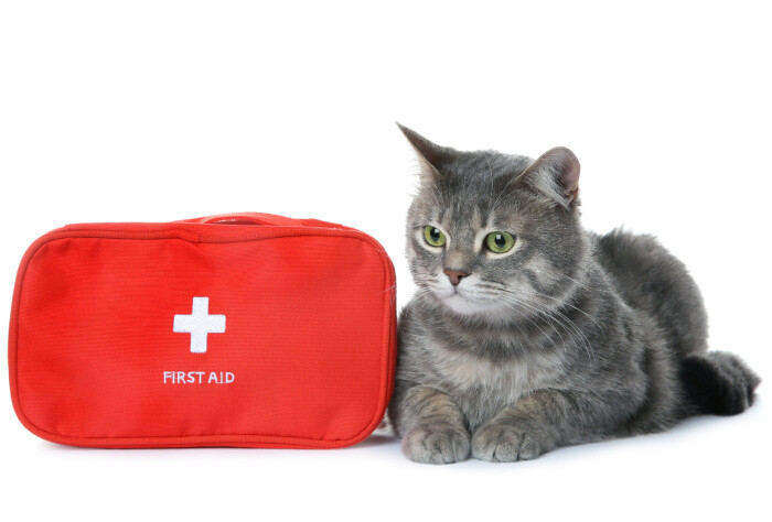 Create Your Own Cat First Aid Kit for your Kitty! Be prepared for anything with your feline friend!