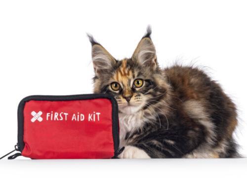 Create Your Own Cat First Aid Kit for your Kitty! Be prepared for anything with your feline friend!