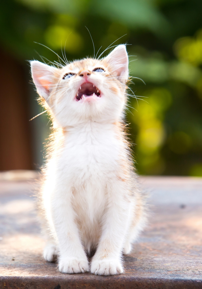 Understanding Different Cat Sounds. An ultimate guide to feline communication.