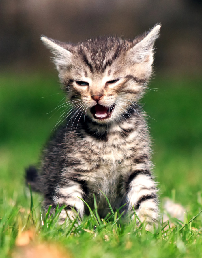 Understanding Different Cat Sounds - My 3 Little Kittens