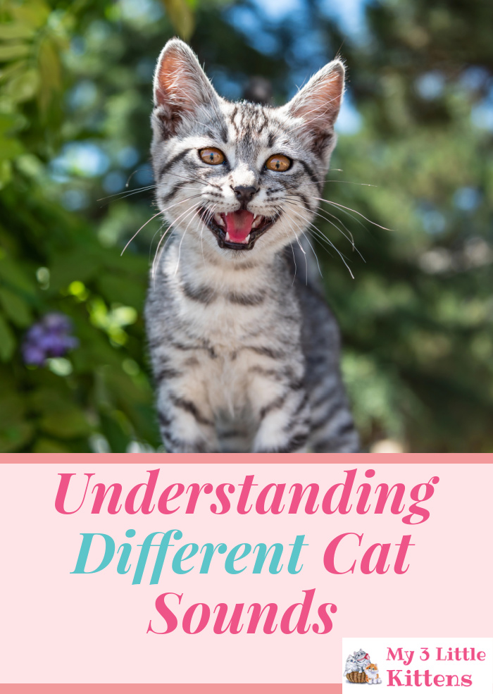 Understanding Different Cat Sounds. An ultimate guide to feline communication.