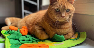 Why Your Cat Needs and Wants a Snuffle Mat from LuftPets.com